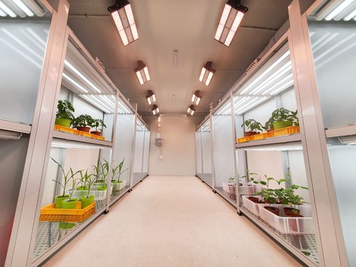 Vegetables are growing in indoor farm(vertical farm). Vertical farming is sustainable agriculture for future food and used for plant vaccine.