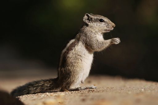 a closeup of a gray chipmunk standing upright on a dark background