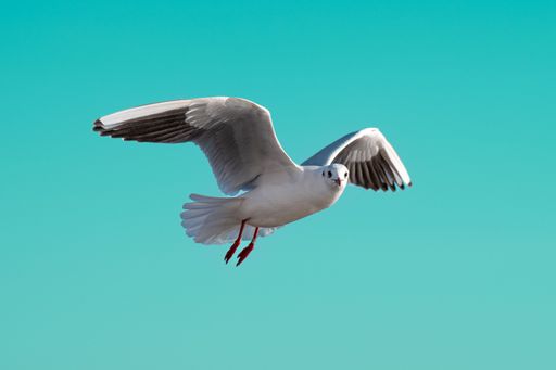 A majestic seagull soars through a clear blue sky, surveying the landscape below