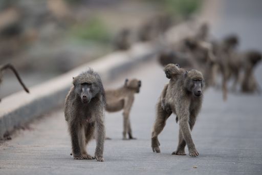 A group of baboon monkeys walking on the road with a blurred background