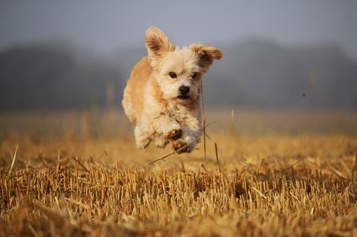 A selective focus shot of a west highland white terrier dog running in a sunny field