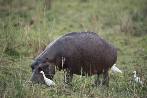 A black hippopotamus with white ducks grazing in a grassy field