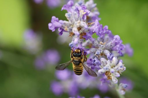 Macro shot of a female leafcutter bee (Megachile inimica) of the family Megachilidae on lavender (lavendula).