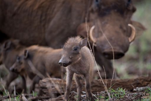 A selective focus shot of a baby warthog