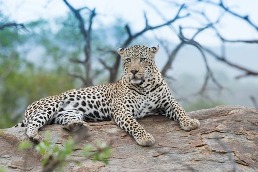 A closeup shot of a fierce-looking african leopard resting on the rock with a blurred background
