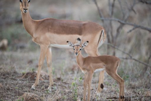 A beautiful shot of a baby and mother antelope with a blurred background