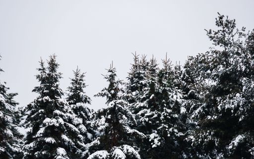 A picturesque winter landscape featuring snow-dusted pines in a wooded area, illuminated by the cool light of a winter's day