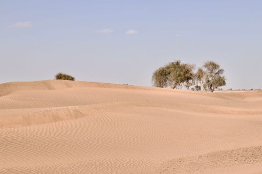 The sand with trees in the dry desert on a sunny day against a blue sky
