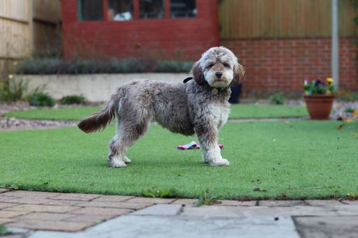 An adorable small breed dog stands with its back paws on the lush, green grass of a garden