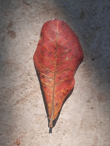 A vertical closeup of a red dried leaf of a plant on the ground