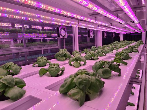 Plants on vertical farms grow with led lights. Vertical farming is sustainable agriculture for future food and used for plant vaccine.