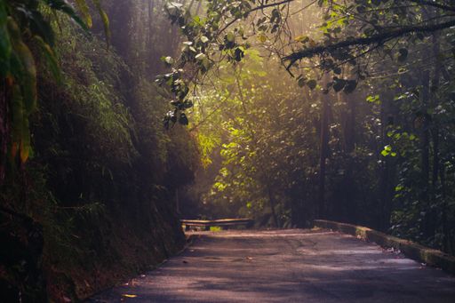 A mysterious shot of a road in a foggy forest with fresh green trees