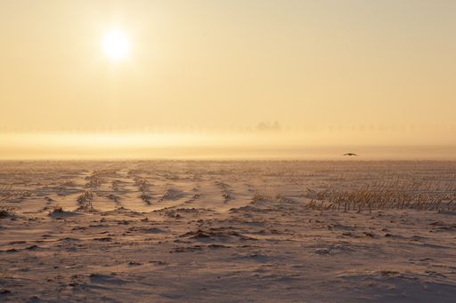 An empty snowy field with mist and a foggy background