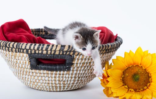 A cute kitten trying to get the sunflower getting out of the basket