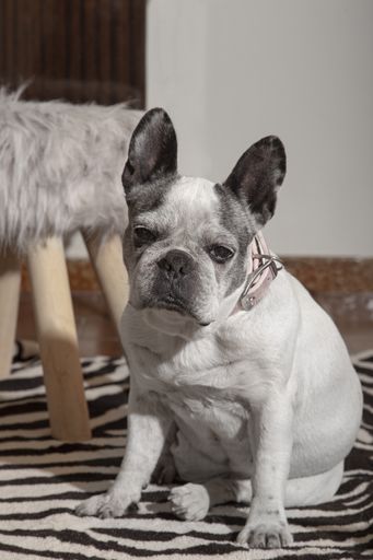 A vertical portrait of an old tired-lookingFrench bulldog sitting on the zebra rug on the floor
