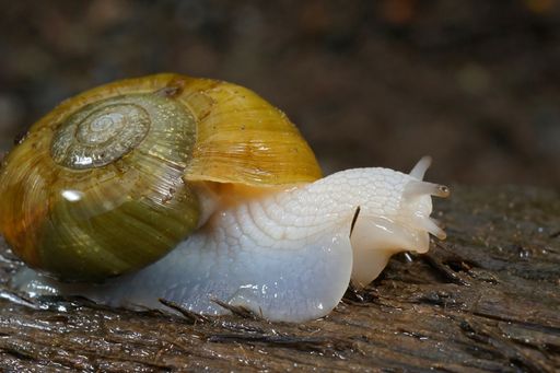 A macro a white and predatory  Robust Lancetooth Snail,  from Northern California.