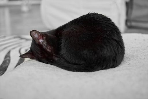 A black curled up fluffy cat resting on the soft bed