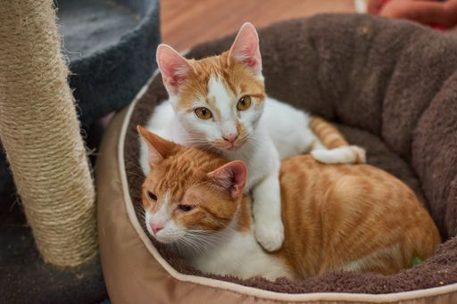 A couple of white and ginger cats relaxing on the cat bed