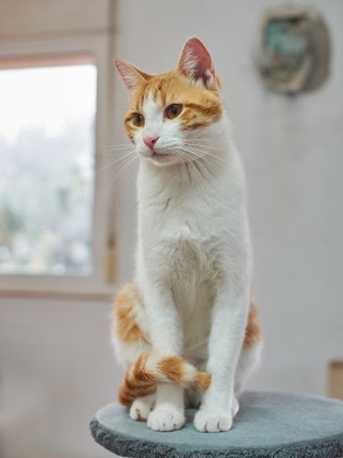 A portrait of a white and ginger fluffy cat sitting on the cat tree