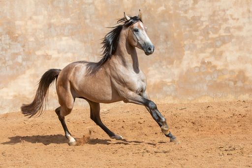 A brown Andalusian Spanish Pura Raza Espanola horse running against a beige background