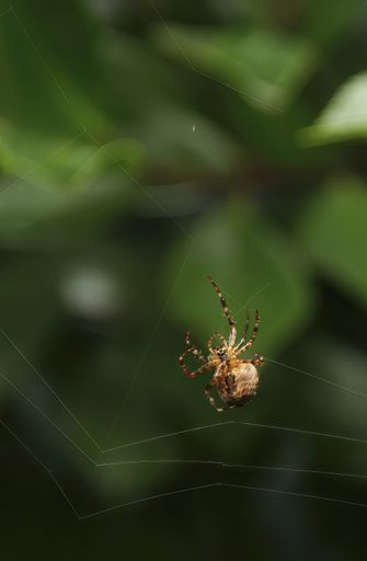 A vertical shot of a European garden spider on the web in a field with a blurry background