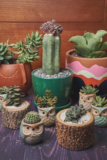 A vertical shot of different potted plants on the table against a wooden background