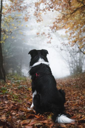 A rear view of border collie sitting grass in the forest