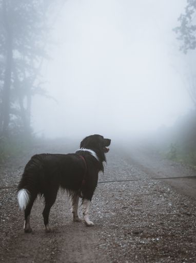 A vertical shot of a border collie dog standing on forest path