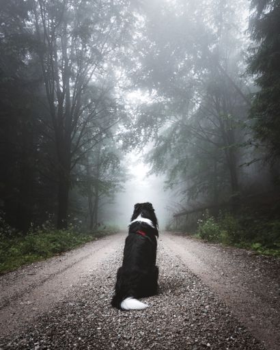 A rear view of border collie sitting on the pathway in the forest