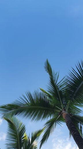 A vertical low angle shot of tall beautiful palm trees under a blue sky