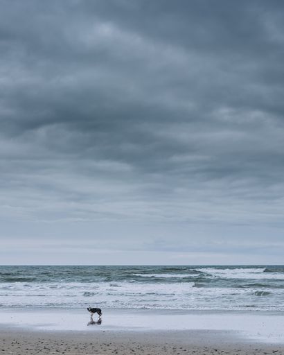 A vertical shot of wavy ocean washing over the sandy beach in cloudy weather and a dog standing in the middle of the beach