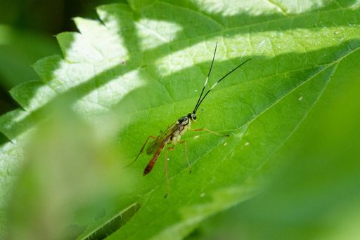 A closeup shot of an insect on the leaves
