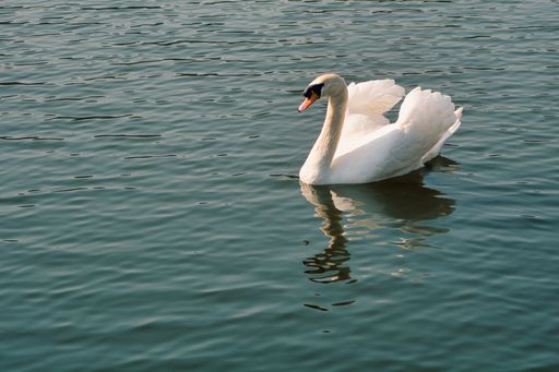 A beautiful shot of the swan on the pond in Chiang Mai Night Safari in Thailand