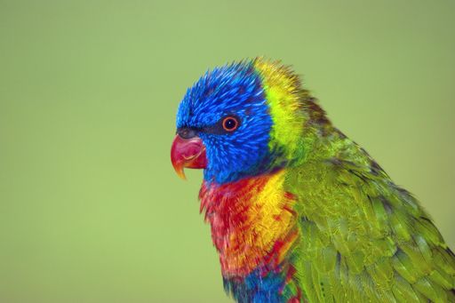 A closeup shot of a cute colorful parrot on a green background