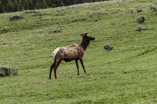 A wide shot of an elk at Yellowstone national park standing on a green field