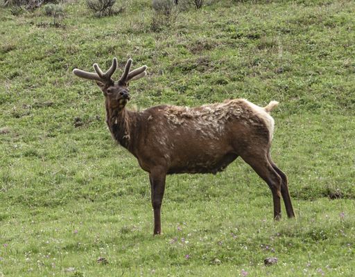 An elk standing on a green field at Yellowstone national park