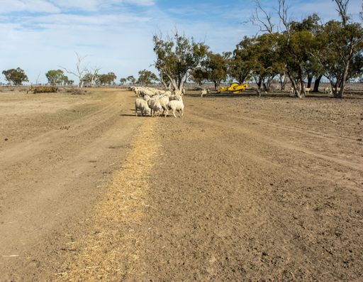 Little goats in the middle of a dried field with short trees and a clear sky in the background