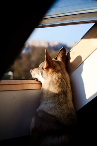 A behind shot of an adorable dog looking out of the window on a sunny day