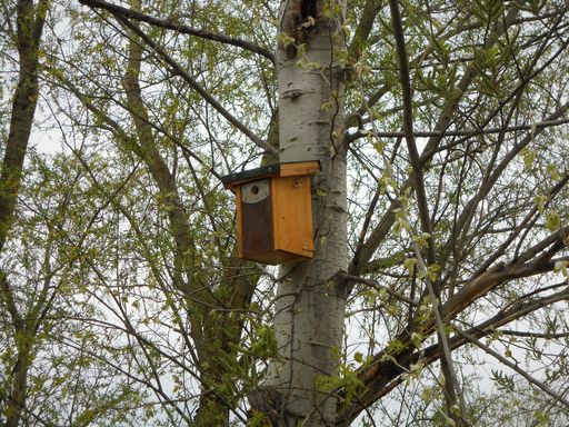A low angle shot of a tiny wooden house for birds hanging from a tree