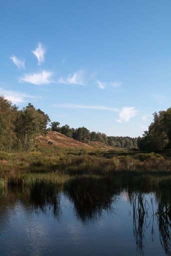 A vertical shot of water surrounded by a forest under a blue sky