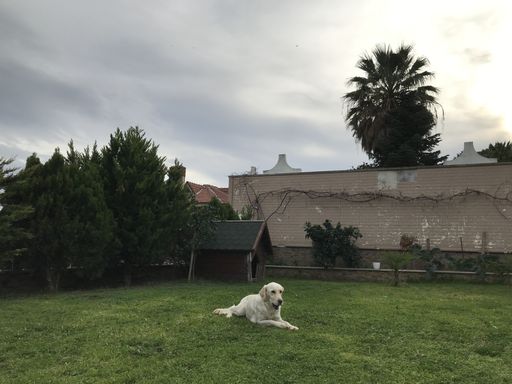 A labrador lying on the lawn in front of the doghouse