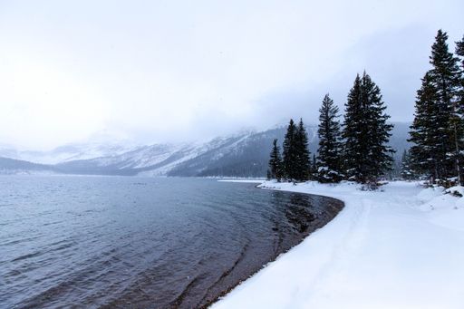 The snowy lakeside with coniferous trees on a misty winter day.
