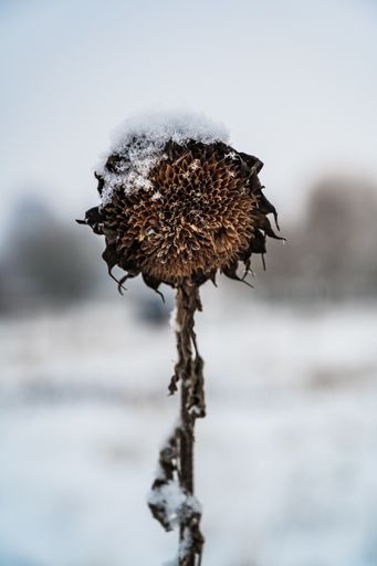 A selective focus shot of a snow-covered dry sunflower on a winter day
