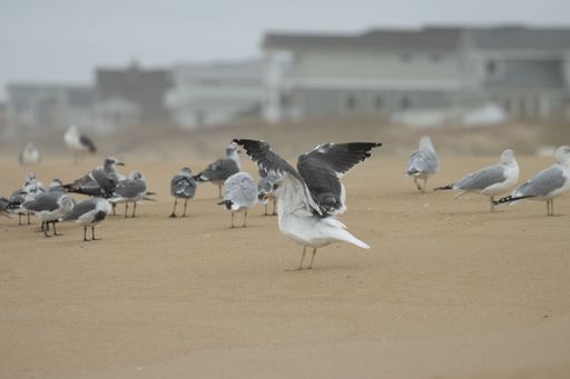 A seagull landing on the sandy beach with a flock nearby