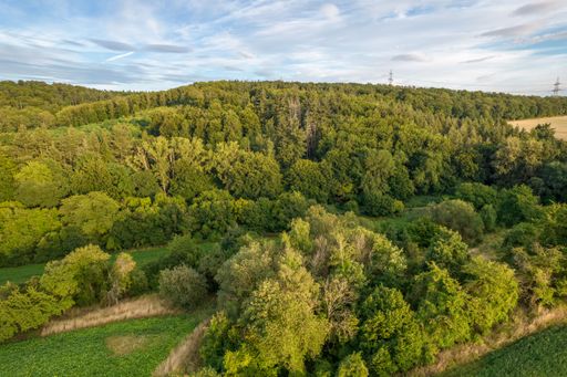 This drone imagery captures the lush green of nature and crops near Bassenheim, Germany during the summer.