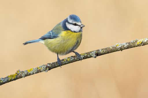A closeup shot of a Blue tit sitting on a branch
