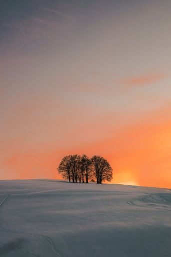 A vertical shot of trees in the meadow covered with snow during the orange sunset