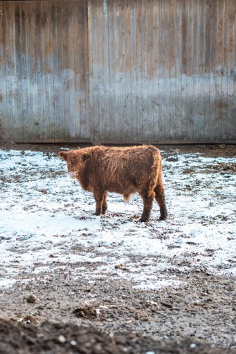 A vertical shot of a brown small calf standing on snow