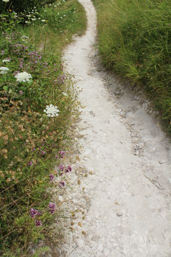 A vertical shot of a narrow pathway in a grassy field in France