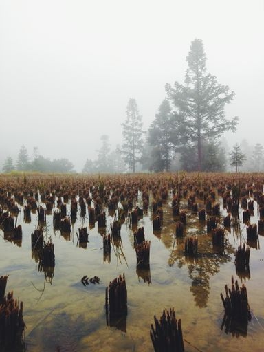 A vertical shot of a lake reflecting the trees in a park on a cloudy day